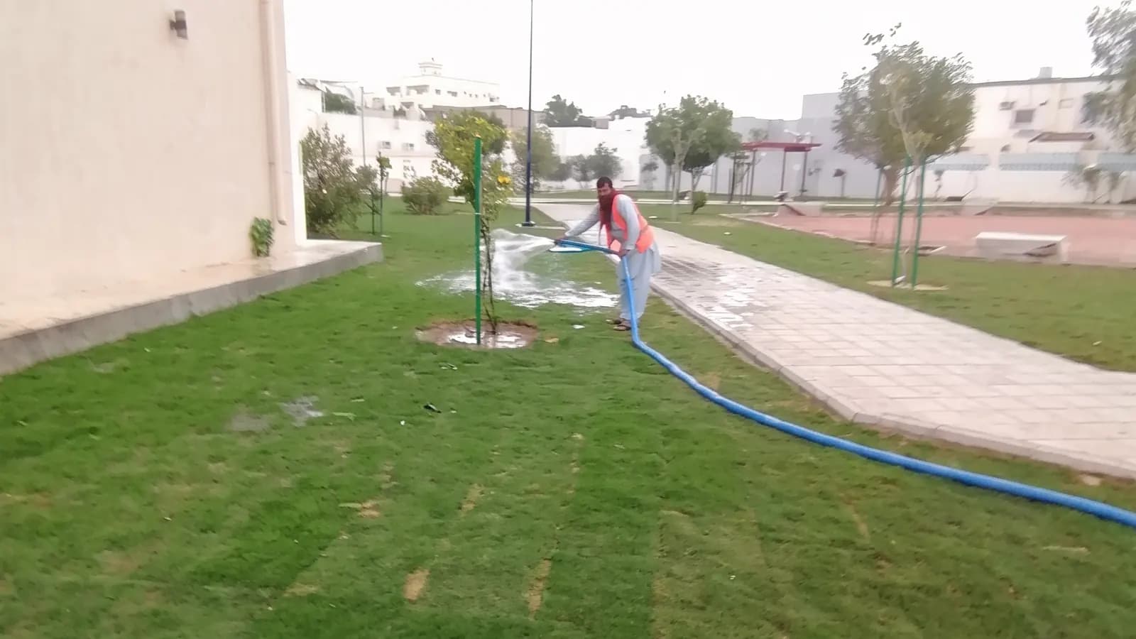 عامل يسقي المسطحات الخضراء والأشجار الصغيرة بخرطوم أزرق بجوار ممر مرصوف